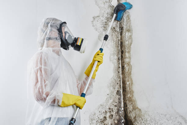 Best Attic Mold Removal  in Cavalero, WA