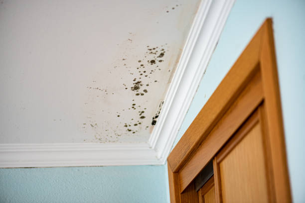 Best Fast Mold Removal  in Cavalero, WA