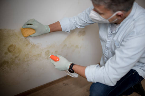 Best Best Mold Removal Companies  in Cavalero, WA