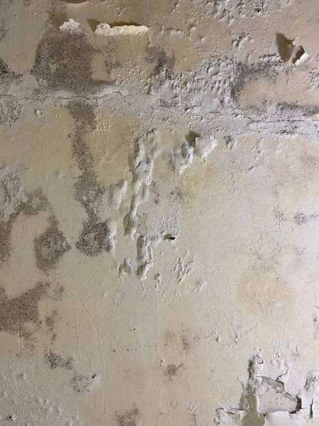 Professional Mold Removal in Cavalero, WA