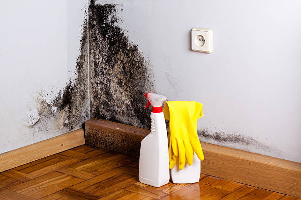 Best Same-Day Mold Removal  in Cavalero, WA