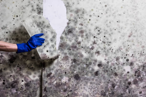 Best Home Mold Removal  in Cavalero, WA